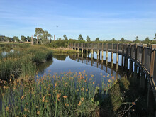 Reeds In Water And Foot Bridge Free Stock Photo - Public Domain Pictures