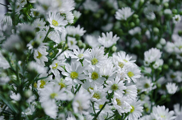 Wall Mural - Blurry Background of White Flowers.