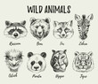 Hand drawn sketch animal heads illustration set. Isolated cute trendy portraits of fox, raccoon, zebra, hippo, panda, ostrich, tiger, bear on white background