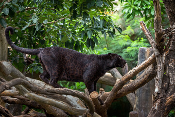 Poster - Black panther resting in the forest.