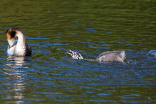 Mother And Baby Grebe In The Water