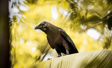 Crow On The Tree