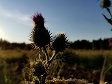 Thistle And Sky