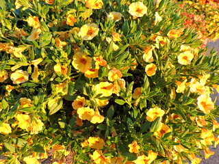 Canvas Print - yellow flowers in the garden