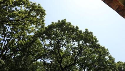 Wall Mural - tree and sky