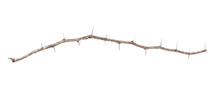 Isolated  Thorn Branch On White Background , Clipping Path