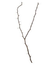 isolated thorns branch for background and coppy space