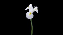 Time-lapse Of Opening And Dying White Iris 1b5 In 4K PNG  Format With ALPHA Transparency Channel Isolated On Black Background

