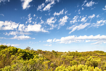 Wall Mural - Beautiful vegetation with blue sky and clouds, vacation concept