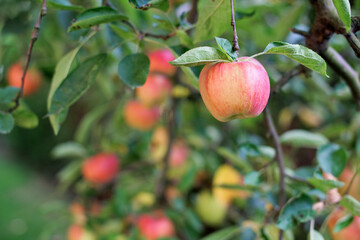 A red-yellow ripe apple hangs on a branch of an apple tree