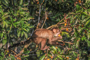 Wall Mural - Monkey eating a fruit in tree at Cuyabeno Wildlife Reserve, Amazonia, Ecuador