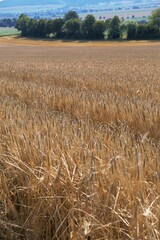 field of wheat