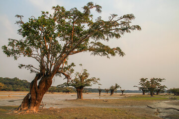 Wall Mural - Landscape with swamp and trees during dry season at Cuyabeno Wildlife Reserve, Amazonia, Ecuador