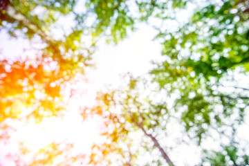 Wall Mural - Blurred photo of the view from below the green trees in the deep with sunlight shine through tree canopy of trees. Blurred tree background.
