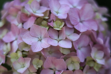 Hydrangea in the park ,japan,tokyo