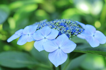 Hydrangea in the park ,japan,tokyo