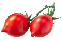 Piennolo Del Vesuvio  Tomatoes On The Vine, An Italian Heirloom Isolated