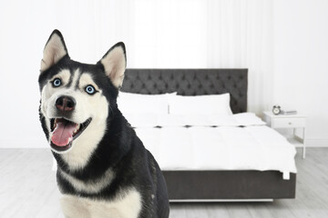 Canvas Print - Cute dog in room, space for text. Pet friendly hotel