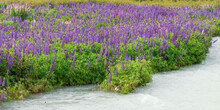 Purple Flowering Lupins (Lupinus), Pan-American Highway, Aysen Region, Patagonia, Chile