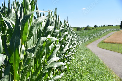Fotografía Green cornfield near a tourist road during beautiful sunny summer day in Switzer