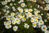 Fototapeta  - Chamomile Flowers Blooming On Meadow In Sunny Day In Summer.