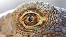 Closeup Of The Eye Of A Lizard, Macro Photography Of This Cold Blood Reptilian Animal In The Thai Jungle.