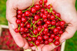 red currant from the garden in your hand