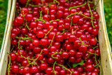 red currant from the garden