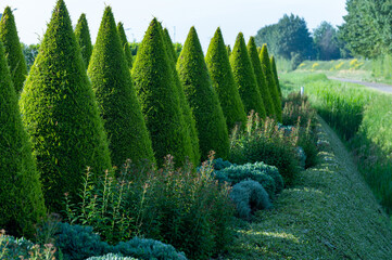 Well shaped green conical thuja coniferous trees in garden