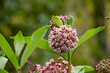 Botanical collection of insect friendly or decorative plants and flowers, Asclepias syriaca or milkweed, butterfly flower, silkweed, silky swallow-wort, Virginia silkweed plant