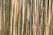 Wall Of Reeds Texture Background