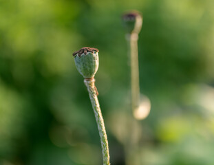 Wall Mural - Poppy seed box in the garden. Selective focus with shallow depth of field.