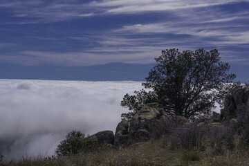 Canvas Print - Amazing shot of a tree near some rocks located over clouds level on a mountain hillside