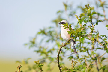 Wall Mural - A male Red-backed shrike (Lanius collurio) perched on a branch