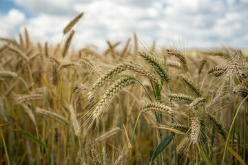 Wall Mural - Closeup shot of barley grains in the field