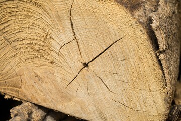 Sticker - Closeup shot of the surface of oak firewood