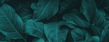 Leaves Of Spathiphyllum Cannifolium, Abstract Green Texture, Nature Background, Tropical Leaf