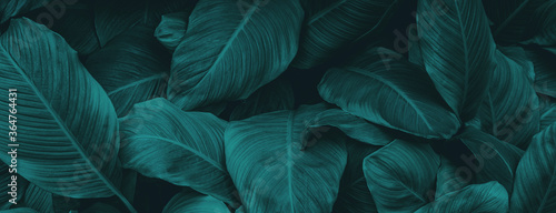 Cuadros en Lienzo leaves of Spathiphyllum cannifolium, abstract green texture, nature background,