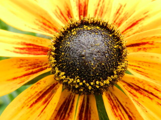 sunflower in the sun