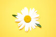 © nys - Camomile,chamomile,daisy flower top view on yellow background.