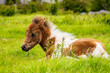 Pony in the grass