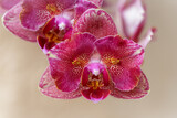 Fototapeta Storczyk - Flower pink peloric orchid phalaenopsis called Pirate Picottee