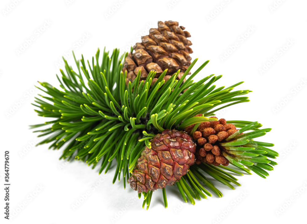 Mugo pine branch with cones - obrazy, fototapety, plakaty 