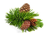 Fototapeta  - Mugo pine branch with cones