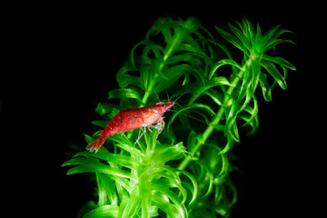 Poster - Super red pet shrimp hiding in aquatic moss in freshwater