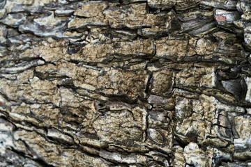 Background texture of tree bark. Skin the bark of a tree that traces cracking