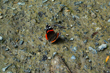 Monarch, Danaus Plexippus, Butterfly In Natural Habitat