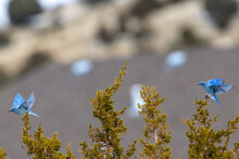 Mountain Bluebirds Playing On Juniper Tree