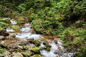 Wall Mural - Boulders and rapid stream in the forest in the valley in the Tatra Mountain