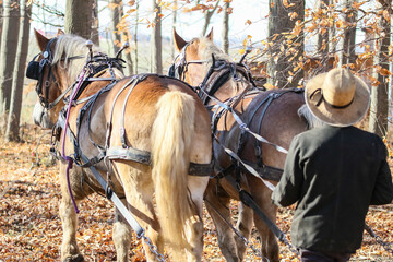 Wall Mural - Amish logger with horses and cart hauling trees in the Autumn
